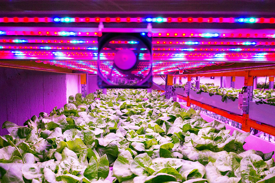 cases-horticulture-lighting